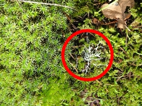 Little white threads